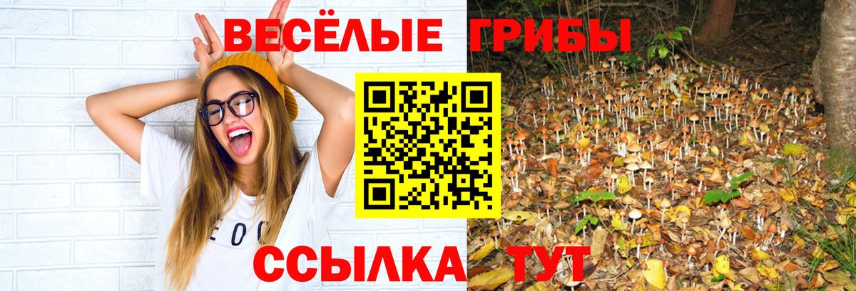 Галлюциногенные грибы Psilocybine cubensis  Галлюциногенные грибы Cubensis  Вход с VPN  Россия 